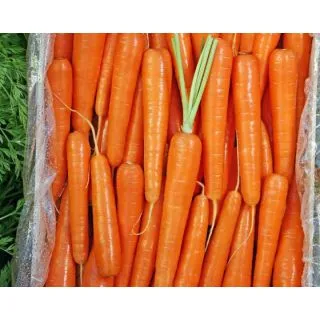 Compra ZAMAHORIA SUBITO F1 Natural Choice Activada (500.000 Semillas). en la tienda online Fito Agrícola