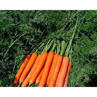 Compra ZANAHORIA SPEEDO F1 Mini Pildorada (100.000 Semillas). en la tienda online Fito Agrícola