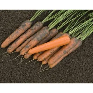 Compra ZANAHORIA EXELSO F1 Mini Pildorada (500.000 Semillas) en la tienda online Fito Agrícola