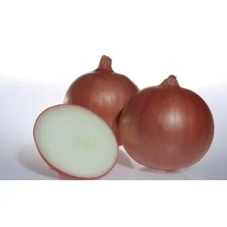 Compra CEBOLLA UTRERO F1 (100.000 Semillas) en la tienda online Fito Agrícola