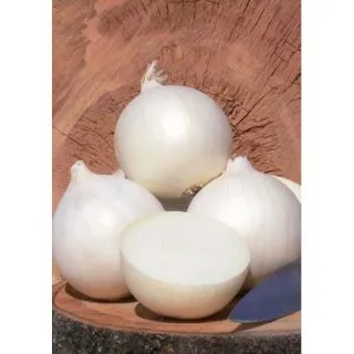 Compra CEBOLLA SOLSTICE F1 (100.000 Semillas) en la tienda online Fito Agrícola
