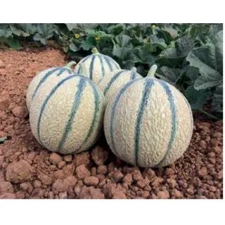 Compra MELÓN KHORUM F1 (1.000 Semillas) en la tienda online Fito Agrícola