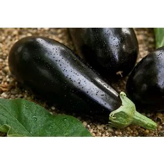 Compra BERENJENA AMALIA ORGÁNICA F1 (1.000 Semillas) en la tienda online Fito Agrícola