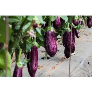 Compra BERENJENA NEREA ORGÁNICA F-1 (1.000 Semillas). en la tienda online Fito Agrícola