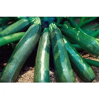 Compra CALABACÍN CALNEGRE (1.000 Semillas) en la tienda online Fito Agrícola