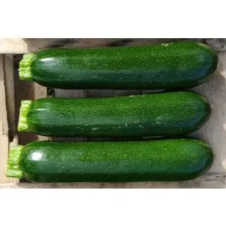 Compra CALABACÍN TIZIANO F-1 (1.000 Semillas) en la tienda online Fito Agrícola