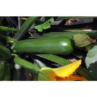 Compra CALABACÍN RAFFAELLO F-1 (1.000 Semillas) en la tienda online Fito Agrícola