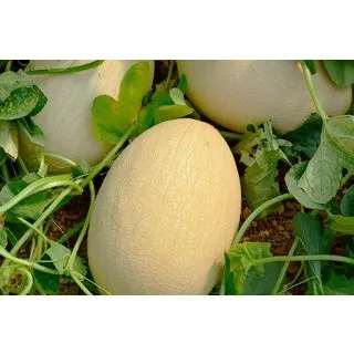 Compra MELÓN FERREIRA F-1 (1000 Semillas). en la tienda online Fito Agrícola