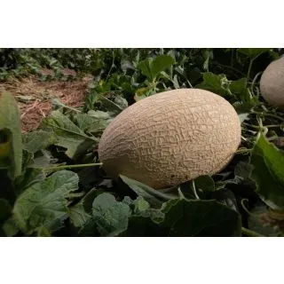 Compra MELÓN PIAS F-1 (1.000 Semillas) en la tienda online Fito Agrícola