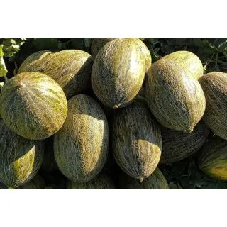 Compra MELÓN MONTIEL F-1 (1000 Semillas). en la tienda online Fito Agrícola