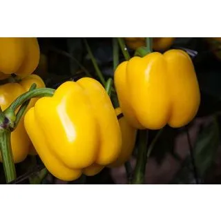 Compra PIMIENTO MIKONOS F-1 (1.000 Semillas) en la tienda online Fito Agrícola