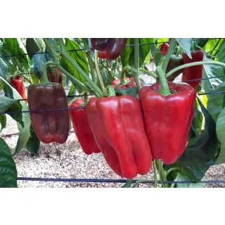 Compra PIMIENTO ORINOCO F-1 (1.000 Semillas) en la tienda online Fito Agrícola