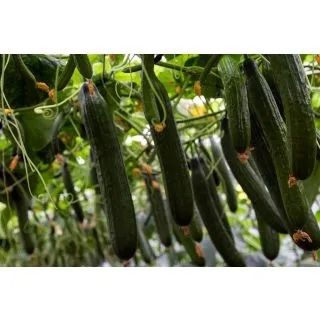 Compra PEPINO CAOBADO F-1 (1.000 Semillas) en la tienda online Fito Agrícola