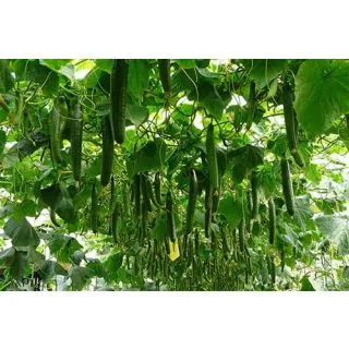 Compra PEPINO ENCINA F-1 (1.000 Semillas) en la tienda online Fito Agrícola