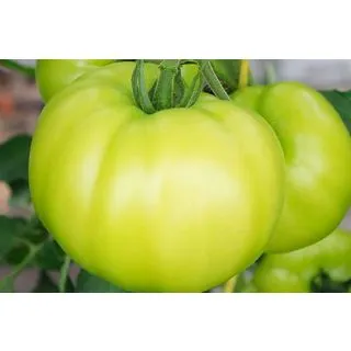 Compra TOMATE VIMEIRO F1 (1.000 Semillas) en la tienda online Fito Agrícola