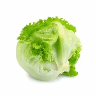 Compra LECHUGA SIRIUS Pildorada (10.000 Semillas) en la tienda online Fito Agrícola