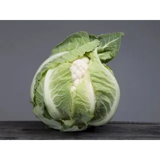 Compra COLIFLOR ARDENT F1 Peliculada (2.500 Semillas) en la tienda online Fito Agrícola