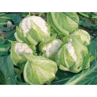 Compra COLIFLOR NARUTO F1 Peliculada (2.500 Semillas) en la tienda online Fito Agrícola