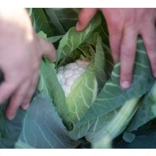 Compra COLIFLOR TRIOMPHANT F1 Peliculada (2.500 Semillas) en la tienda online Fito Agrícola