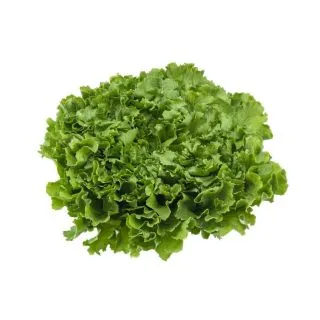 Compra ESCAROLA ARANZA (5.000 Semillas) en la tienda online Fito Agrícola