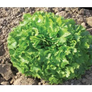 Compra ESCAROLA LEMPIKA (5.000 Semillas) en la tienda online Fito Agrícola