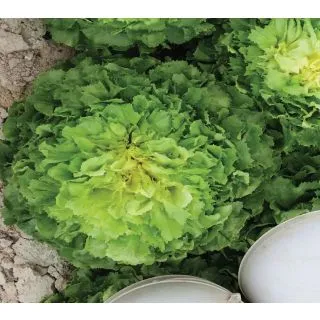 Compra ESCAROLA ZELINDA (5.000 Semillas) en la tienda online Fito Agrícola