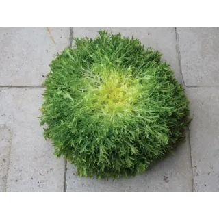 Compra ESCAROLA KASSY (5.000 Semillas) en la tienda online Fito Agrícola