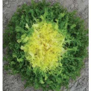 Compra ESCAROLA MINELLY (5.000 Semillas). en la tienda online Fito Agrícola