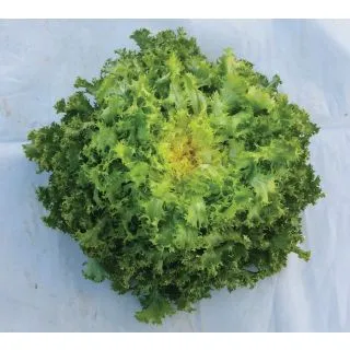 Compra ESCAROLA STESSY (5.000 Semillas) en la tienda online Fito Agrícola