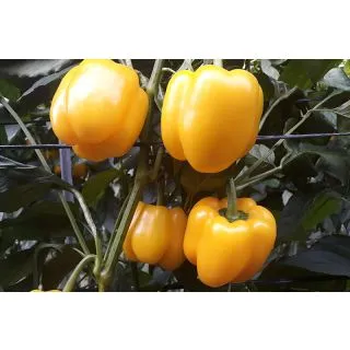 Compra PIMIENTO BASTION F1 (1000 Semillas) en la tienda online Fito Agrícola