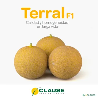 Compra MELÓN TERRAL F1 (1000 Semillas). en la tienda online Fito Agrícola