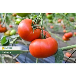 Compra TOMATE KABRERA F-1 (1000 Semillas) en la tienda online Fito Agrícola