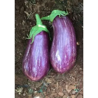 Compra BERENJENA ARACELI RZ F1 (500 Semillas) en la tienda online Fito Agrícola