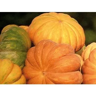 Compra CALABAZA MUSQUEÉ DE PROVENCE ECOLÓGICA (1000 Semillas). en la tienda online Fito Agrícola