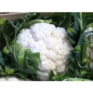 Compra COLIFLOR ALTAIR F1 (2.500 Semillas). en la tienda online Fito Agrícola