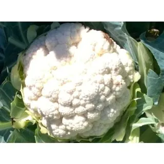 Compra COLIFLOR CHIONE F1 (2.500 Semillas). en la tienda online Fito Agrícola