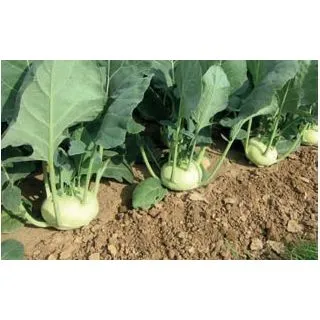 Compra COLIRRÁBANO RUNA F1 (5.000 Semillas) en la tienda online Fito Agrícola