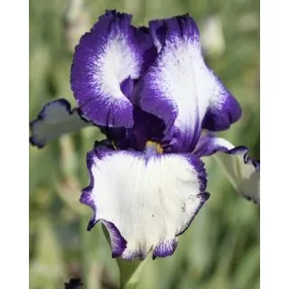 Compra IRIS GERMANICA LOOP THE LOOP (25 Unid.). en la tienda online Fito Agrícola