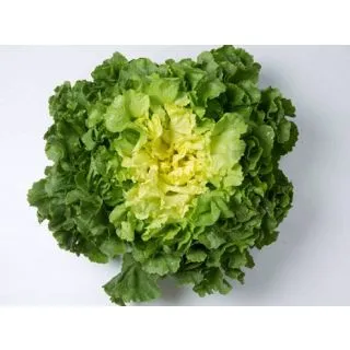 Compra ESCAROLA VENANCE Pildorada (10.000 Semillas) en la tienda online Fito Agrícola