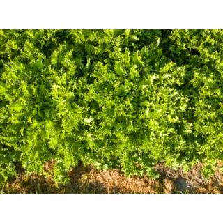 Compra ESCAROLA CURLESI Pildorada (10.000 Semillas) en la tienda online Fito Agrícola