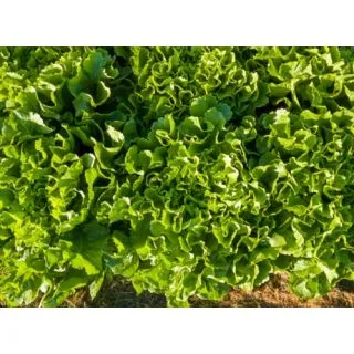 Compra ESCAROLA ELIANCE Pildorada (10.000 Semillas) en la tienda online Fito Agrícola