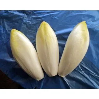 Compra ENDIBIA SIXTINE F1 Vilseed (100.000 Semillas). en la tienda online Fito Agrícola