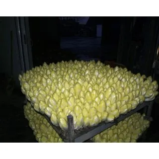 Compra ENDIBIA TOPSCORE F1 Vilsem (100.000 Semillas). en la tienda online Fito Agrícola