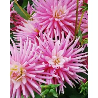 Compra DALIA PARK PRINCESS (10 Unid.). en la tienda online Fito Agrícola