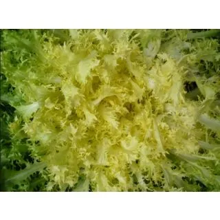 Compra ESCAROLA RECOLETA Pildorada (10.000 Semillas) en la tienda online Fito Agrícola