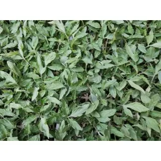 Compra TOMATE CHERRY MORENITO F1 Injertado (DR) EPS104 en la tienda online Fito Agrícola