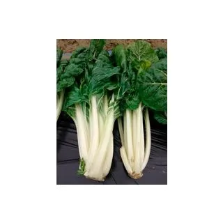 Compra ACELGA VERDE CORTA Sel. América (500 gr.) en la tienda online Fito Agrícola