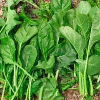 Compra ACELGA VERDE DE CORTAR Sel. Verco (500 gr.) en la tienda online Fito Agrícola