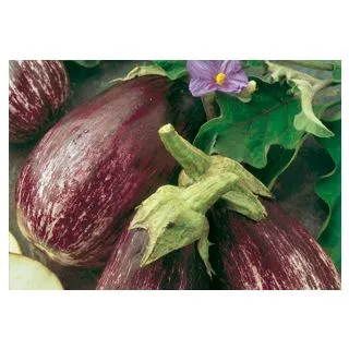 Compra BERENJENA LISTADA DE GANDÍA (1000 Semillas). en la tienda online Fito Agrícola