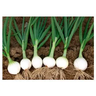 Compra CEBOLLA PISA F-1 (100 gr.). en la tienda online Fito Agrícola